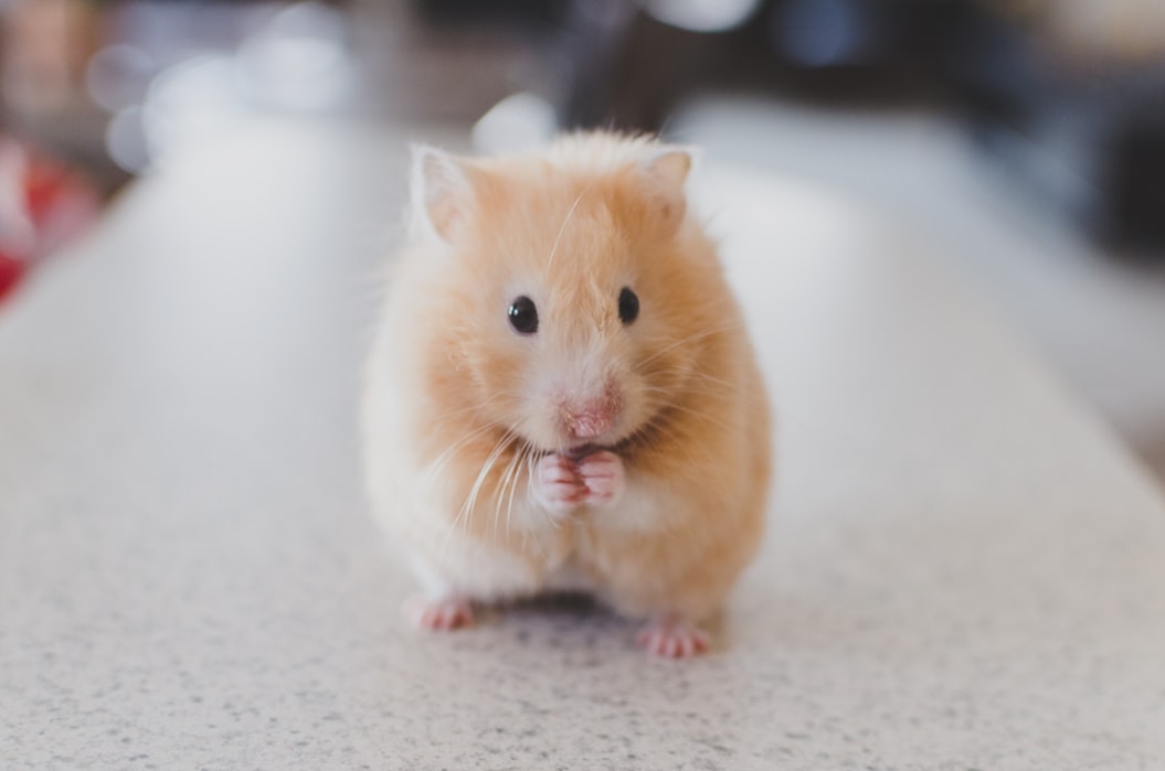 cute hampster
