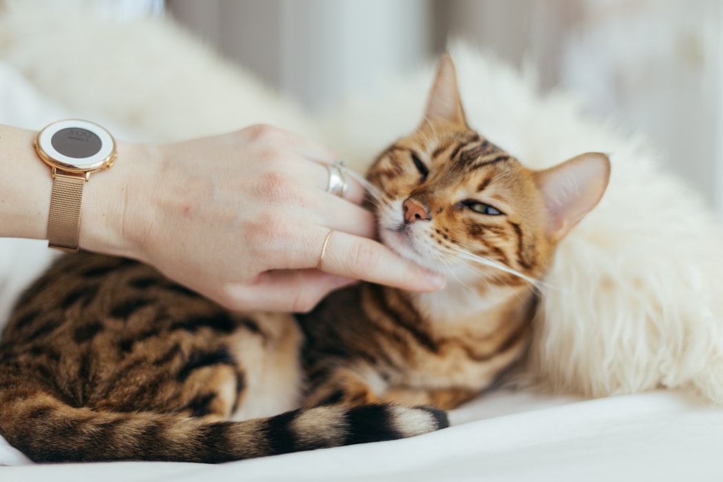 patting cat