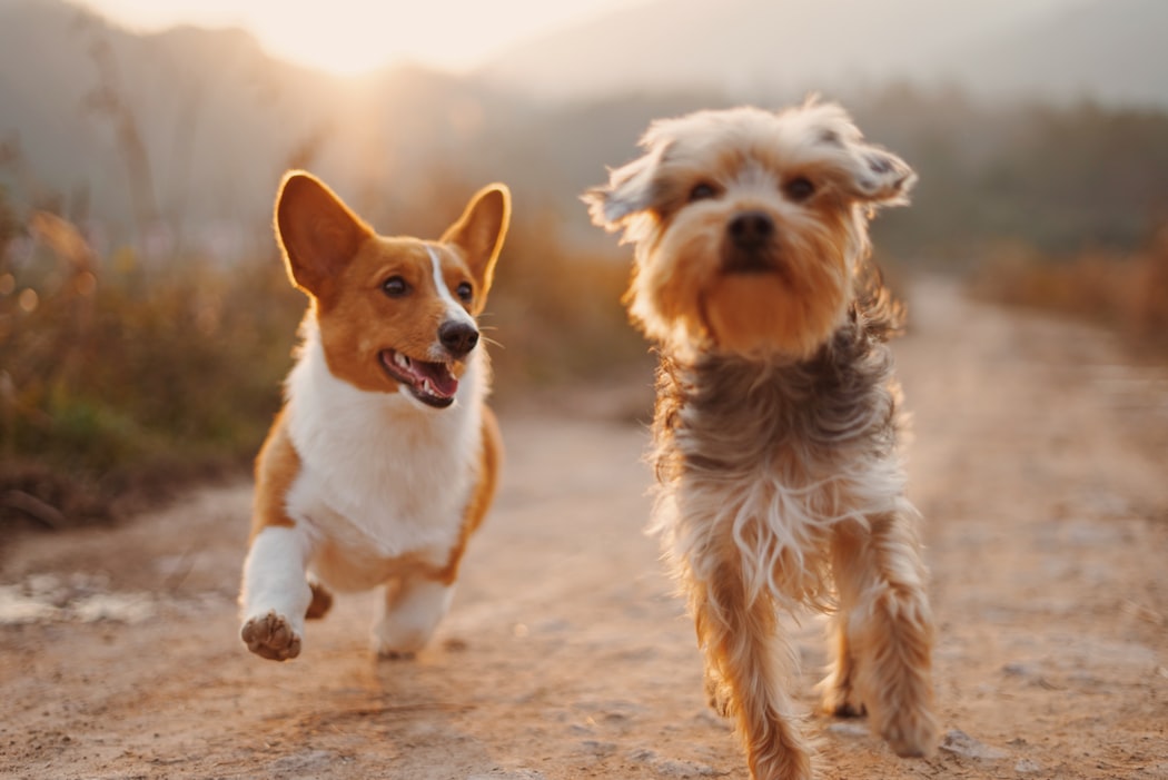 corgi dog