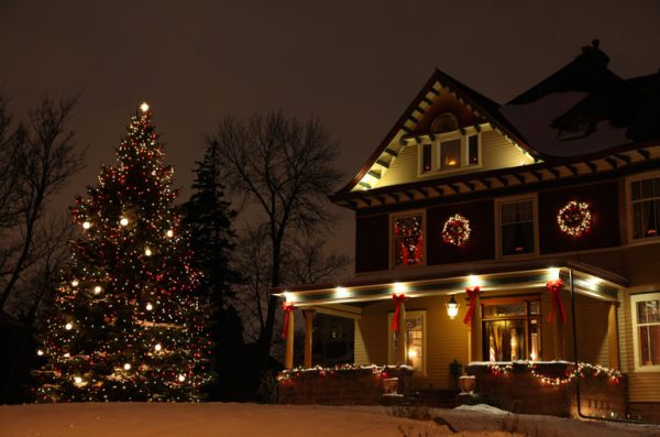 Christmas trees in backyard